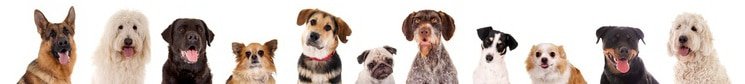 Hunde OP Versicherung Checkliste