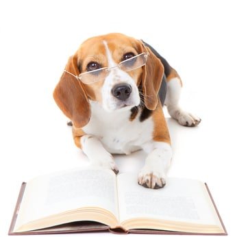 Hund Versicherung Op Agila