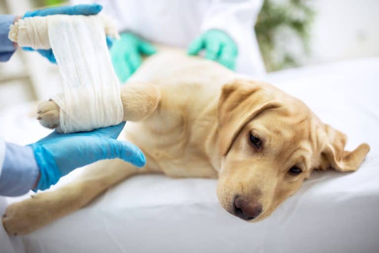 HundeOP Versicherung für Labrador