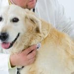 Hunde OP Versicherung für Golden Retriever