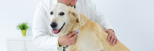 Hunde OP Versicherung für Golden Retriever