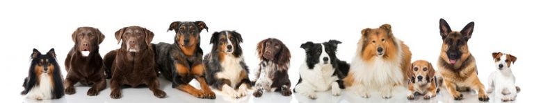 Hunde OP Versicherung trotz Vorerkrankung