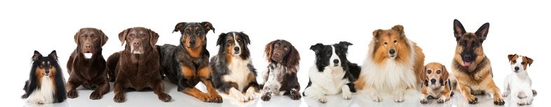 Hunde OP Versicherung mit Klauseln