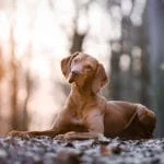 Mit der Hunde OP Versicherung für Magyar Vizsla können Hund und Halter das Leben sorgenfrei genießen!