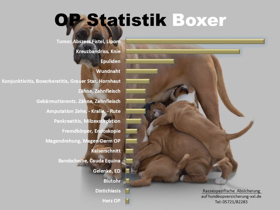 Boxer Hundeopversicherung