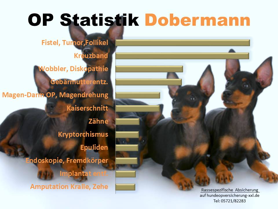 Dobermann Hundeopversicherung