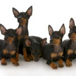 Hunde OP Versicherung für Dobermann