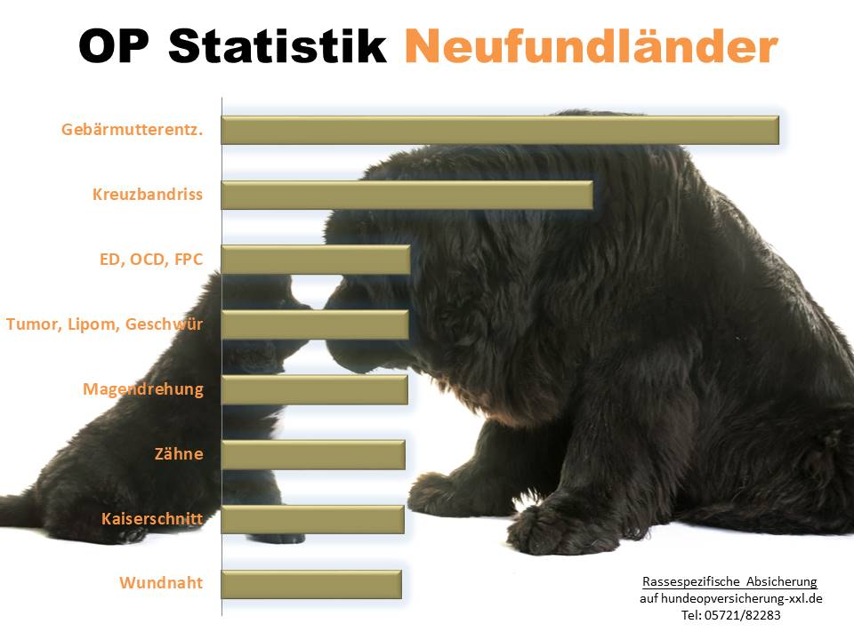 Neufundländer Hundeopversicherung