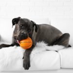 Hunde-OP Versicherung für Cane Corso