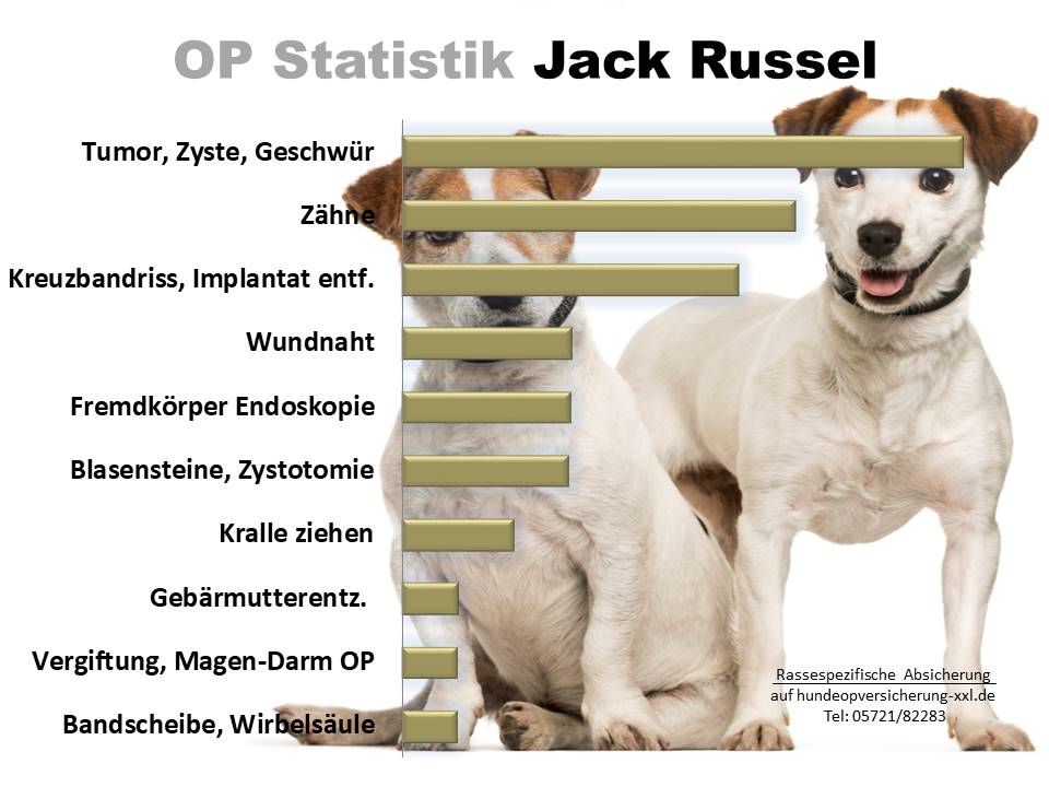 Jack Russel Hundeopversicherung