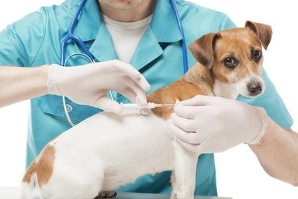 Hunde-OP Versicherung für Jack Russel Terrier