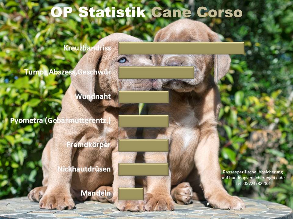 Cane Corso Hundeopversicherung