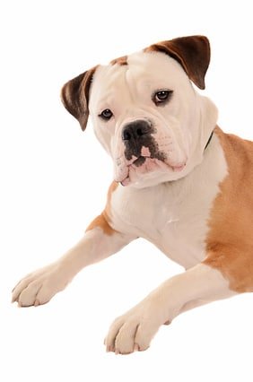 Mit der Hunde-OP Versicherung für Old English Bulldog schützen Sie sich vor hohen Tierarztkosten!