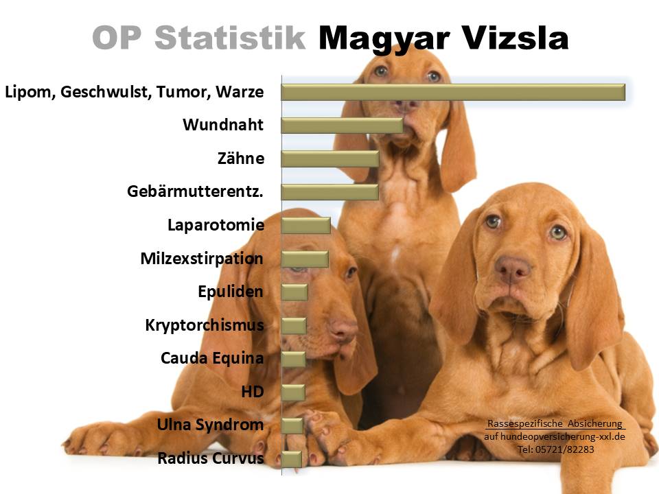 Magyar Vizsla Hundeopversicherung