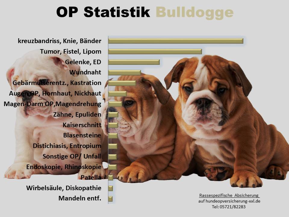 Bulldogge Hunde-OP Versicherung