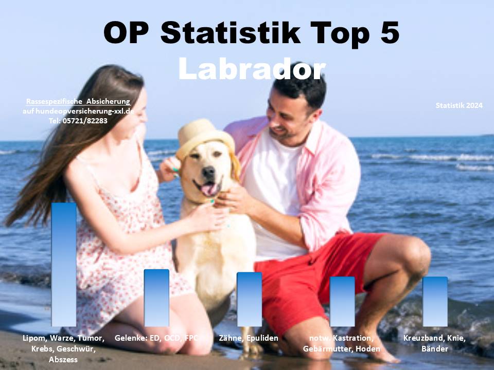 Labrador Hunde OP Versicherung Statistik