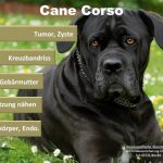 Cane Corso Hundeopversicherung