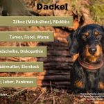 Dackel Hundeopversicherung