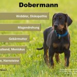 Dobermann Hundeopversicherung