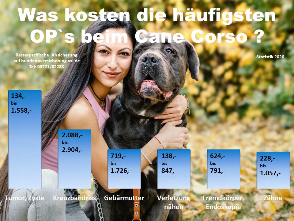 Hunde-OP Versicherung für Cane Corso Krankheiten und Tierarztkosten