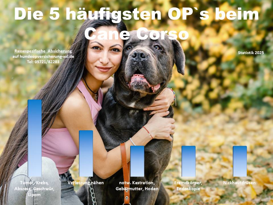 Hunde-OP Versicherung für Cane Corso Krankheiten und Tierarztkosten