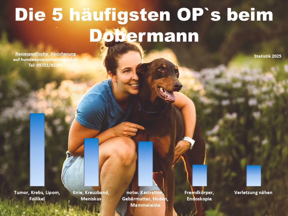 Hunde OP Versicherung für Dobermann Krankheiten und Tierarztkosten