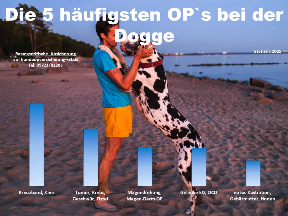 Hunde OP Versicherung für Dogge Krankheiten und Tierarztkosten