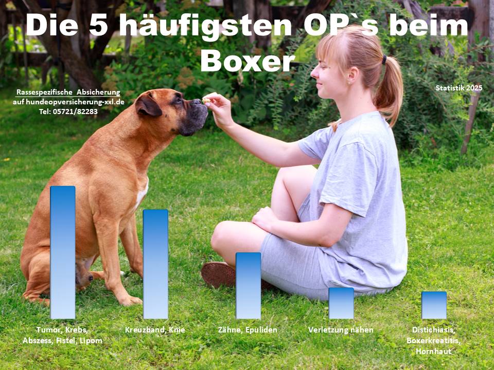 Hunde-OP-Versicherung für Boxer Krankheiten und Operationen