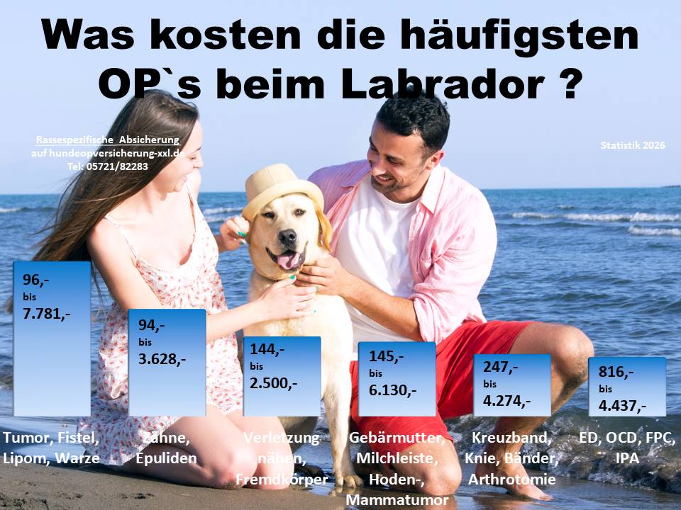 Hunde-OP Versicherung für Labrador Krankheiten und Tierarztkosten