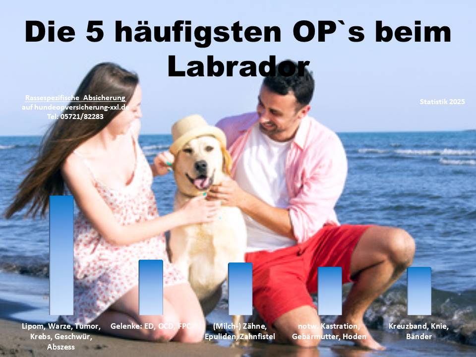 Hunde-OP Versicherung für Labrador Krankheiten und Tierarztkosten