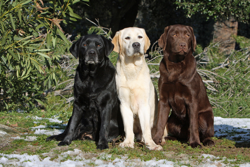 Hunde-OP Versicherung für Labrador