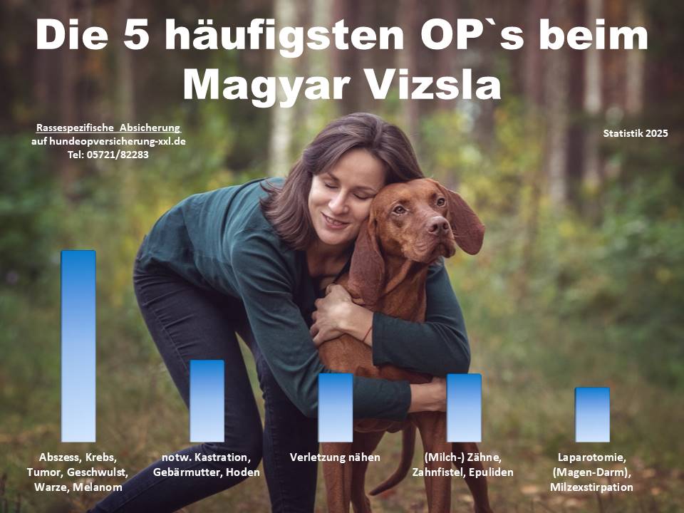 Hunde OP Versicherung für Magyar Vizsla Krankheiten und Tierarztkosten