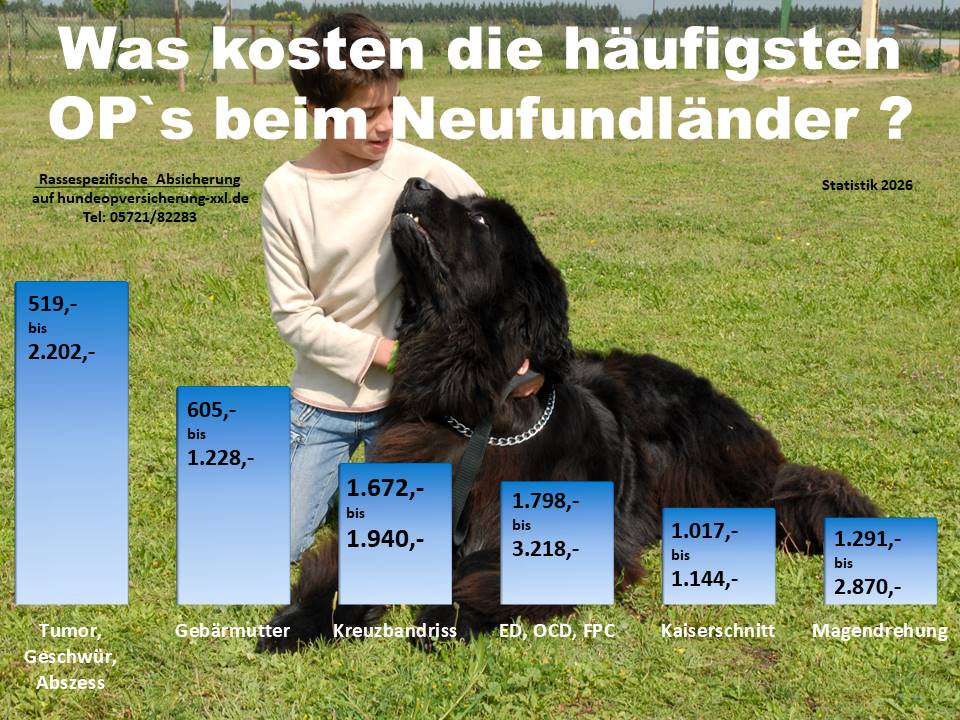 Hunde OP Versicherung für Neufundländer Krankheiten und Tierarztkosten