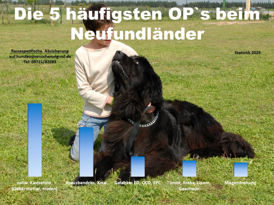 Hunde OP Versicherung für Neufundländer Krankheiten und Tierarztkosten