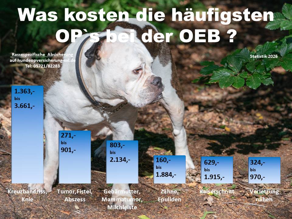 Hunde-OP Versicherung für Old English Bulldog Krankheiten und Tierarztkosten