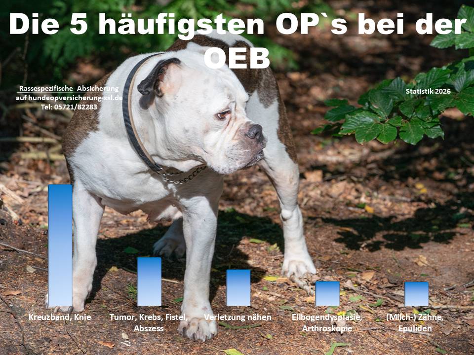 Hunde-OP Versicherung für Old English Bulldog Krankheiten