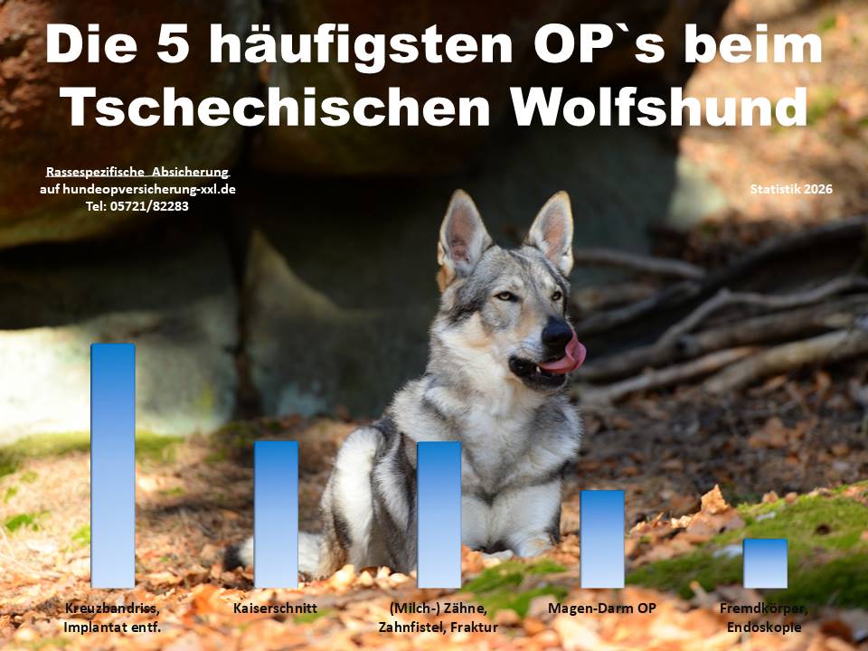 Hunde-OP Versicherung für Wolfshund Krankheiten