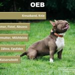 Old English Bulldog Hundeopversicherung