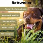Rottweiler Hundeopversicherung