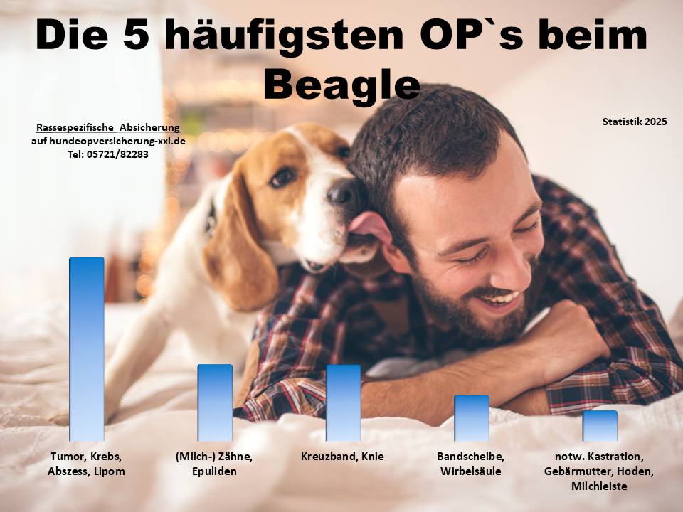 Hunde-OP Versicherung für Beagle Krankheiten und Tierarztkosten