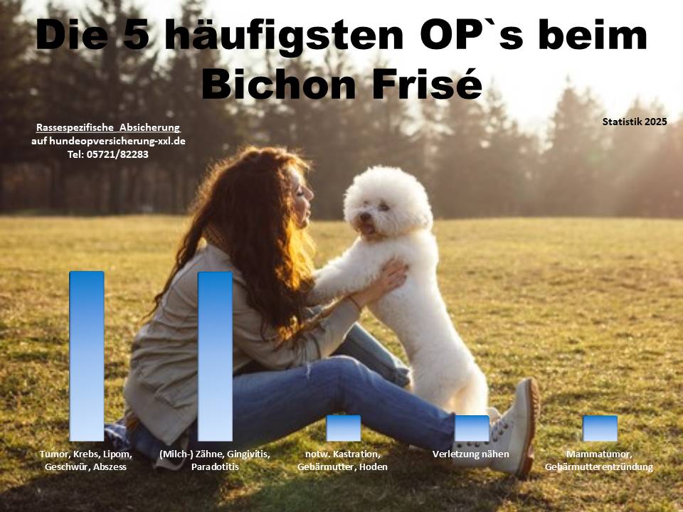 Hunde OP Versicherung für Bichon Frisé Krankheiten und Tierarztkosten