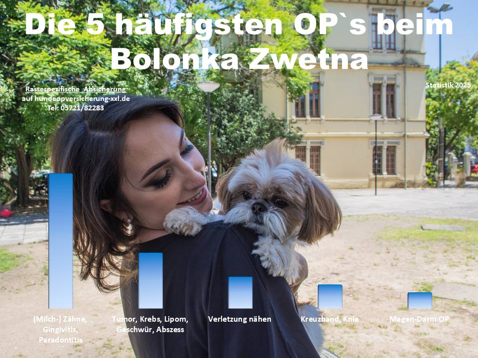 Hunde-OP Versicherung für Bolonka Zwetna Krankheiten und Tierarztkosten