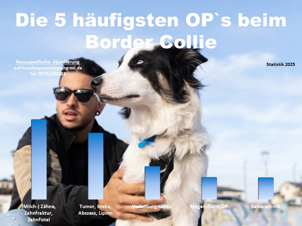 Hunde-OP Versicherung für Border Collie Krankheiten und Tierarztkosten