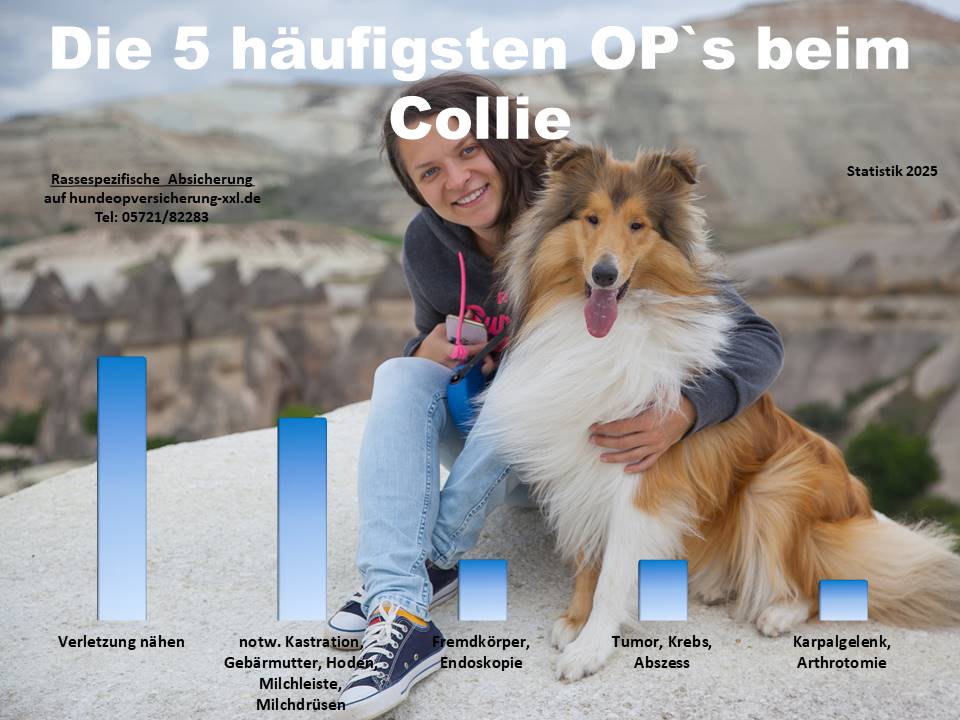 Hunde-OP Versicherung für Collie Krankheiten und Tierarztkosten