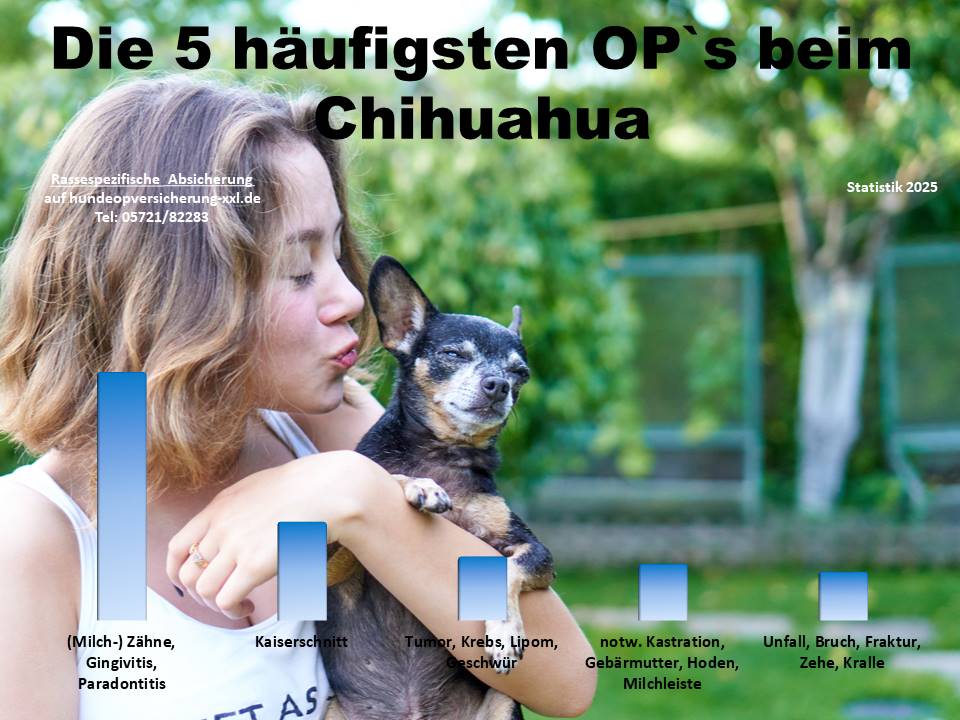 Hunde-OP-Versicherung für Chihuahua Krankheiten und Operationen