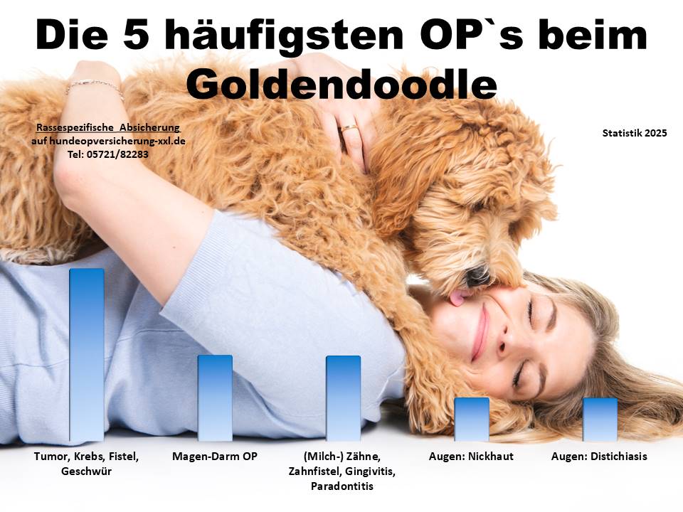 Hunde OP Versicherung für Goldendoodle Krankheiten und Tierarztkosten
