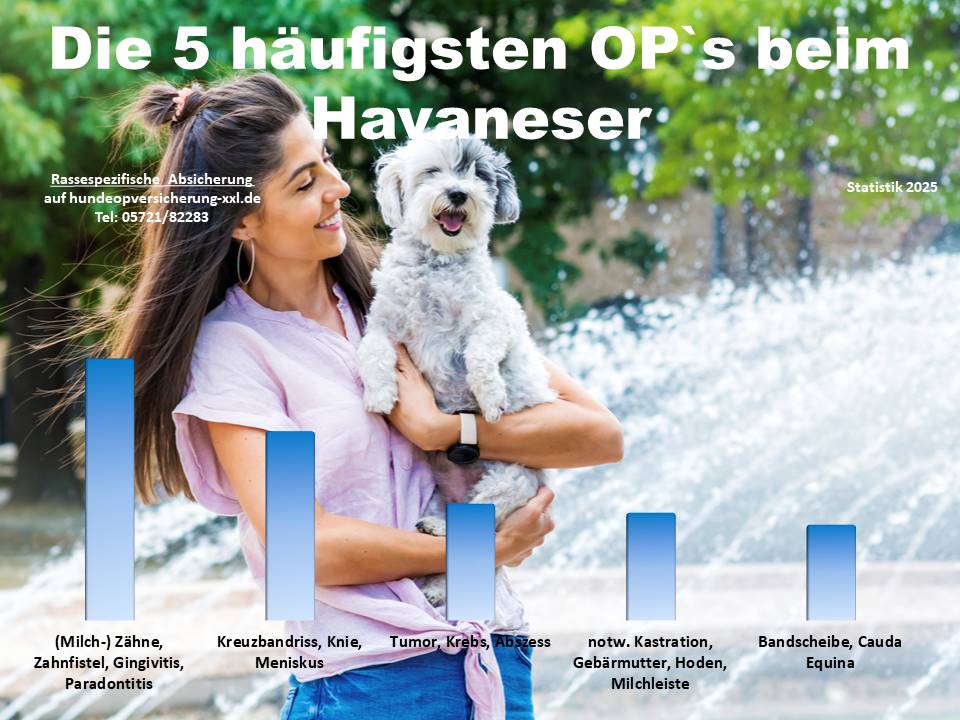 Hunde-OP Versicherung für Havaneser Krankheiten und Tierarztkosten