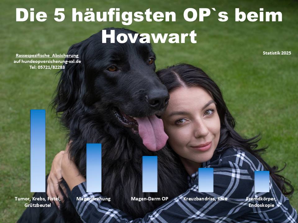 Hunde OP Versicherung für Hovawart Krankheiten und Tierarztkosten