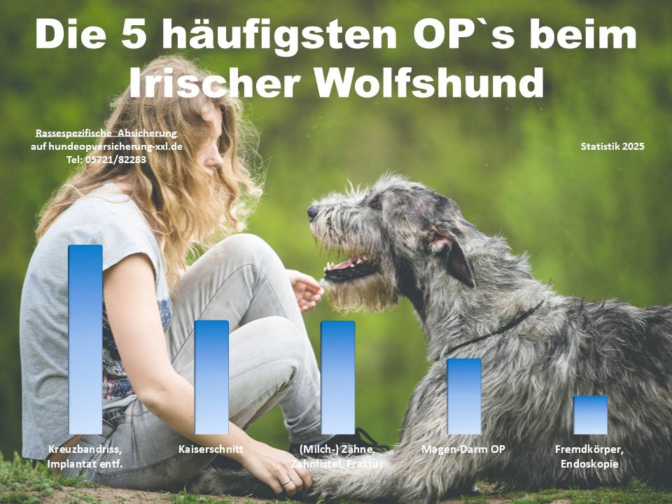 Hunde OP Versicherung für Irischer Wolfshund Krankheiten und Tierarztkosten