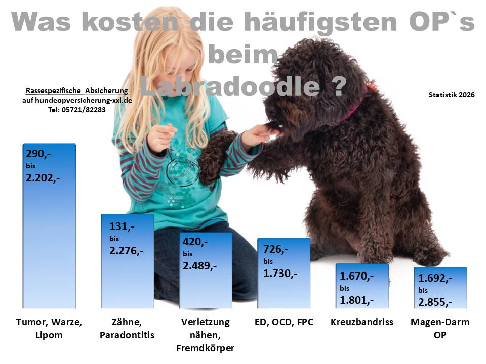 Hunde-OP Versicherung für Labradoodle Krankheiten und Tierarztkosten